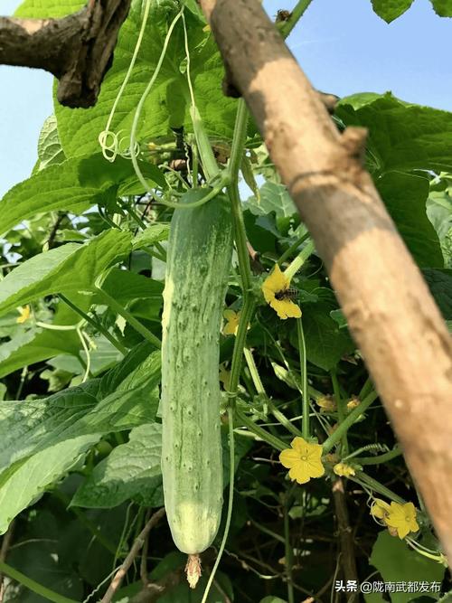 春天这4种蔬菜尽量少买，菜贩子透露 我自家从来不吃，很多人却抢着买